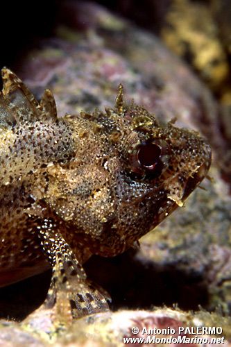 Scorfano nero (Scorpaena porcus)