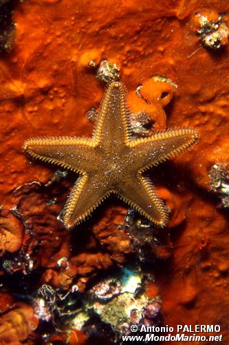 Stella pettine bruna (Astropecten spinulosus)