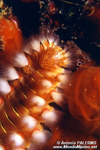 Vermocane (Hermodice carunculata)