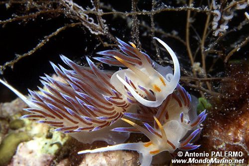 Cratena (Cratena peregrina)