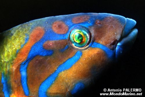 Donzella pavonina (Thalassoma pavo)