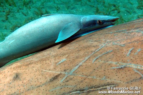 Remora (Echeneis naucrates)
