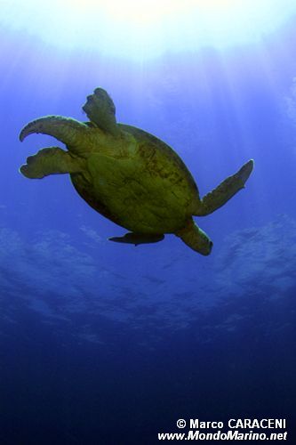 Tartaruga verde (Chelonia mydas)