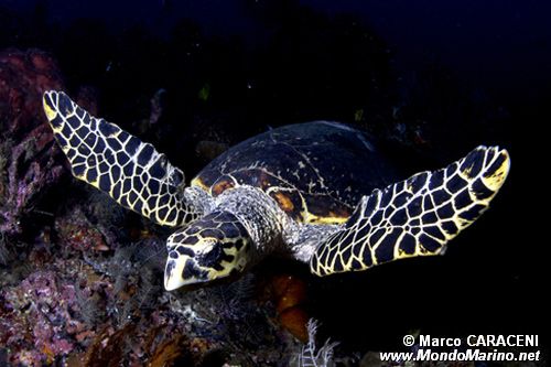 Tartaruga (Eretmochelys imbricata)