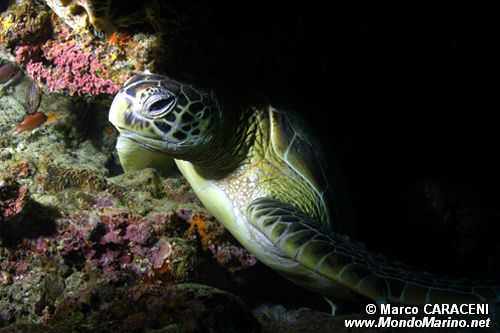 Tartaruga verde (Chelonia mydas)