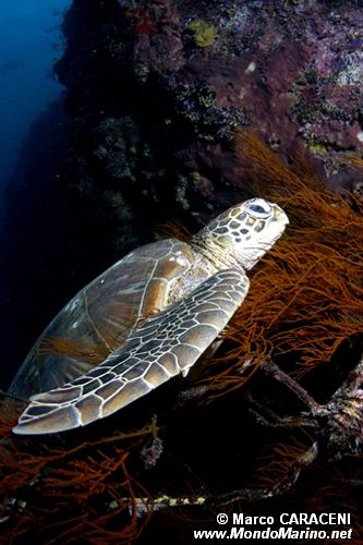 Tartaruga verde (Chelonia mydas)