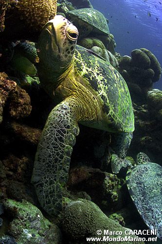 Tartaruga verde (Chelonia mydas)