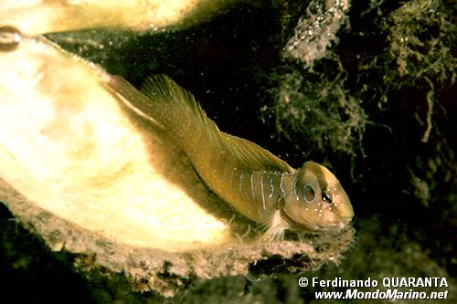 Bavosa pavone (Salaria pavo)