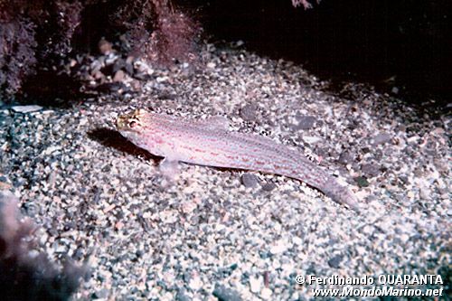 Ghiozzo a testa gialla (Gobius xanthocephalus)
