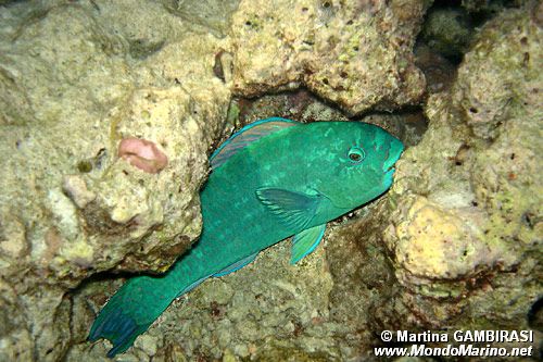 Pesce pappagallo (Scarus viridifucatus)