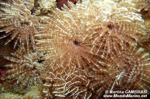 Spirografo (n.d. n.d.)