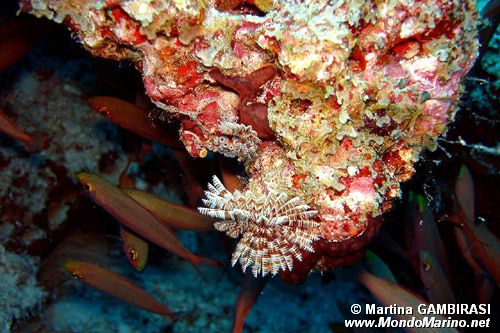 Spirografo (n.d. n.d.)