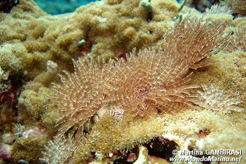 Spirografo (Sabella n.d.)