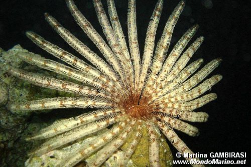 Spirografo (n.d. n.d.)