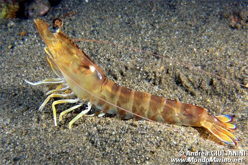 Mazzancolla (Penaeus kerathurus)