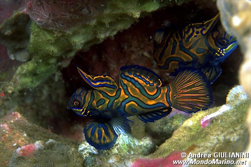 Pesce mandarino (Synchiropus splendidus)