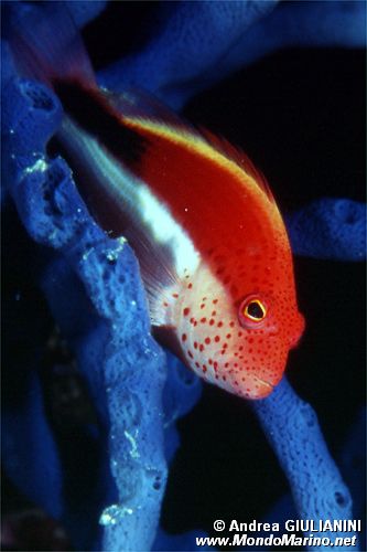 Pesce falco (Paracirrhites forsteri)