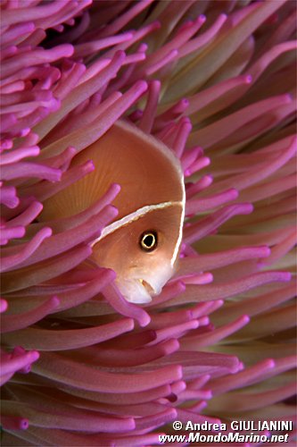 Pesce pagliaccio rosa (Amphiprion perideraion)