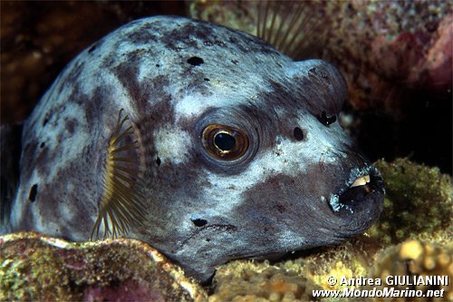 Pesce palla macchiato (Arothron nigropunctatus)
