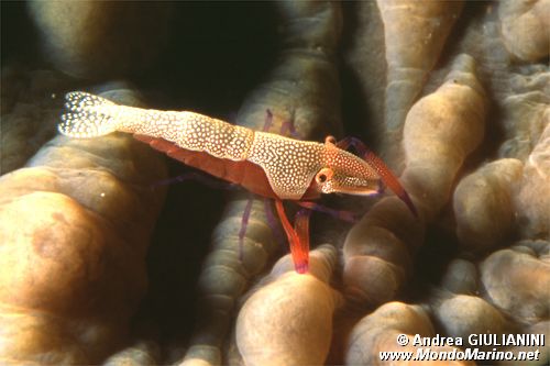 Gamberetto imperatore (Periclimenes imperator)