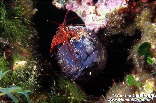 Murena (Muraena helena)