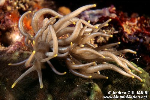 Phyllodesmium (Phyllodesmium briareum)