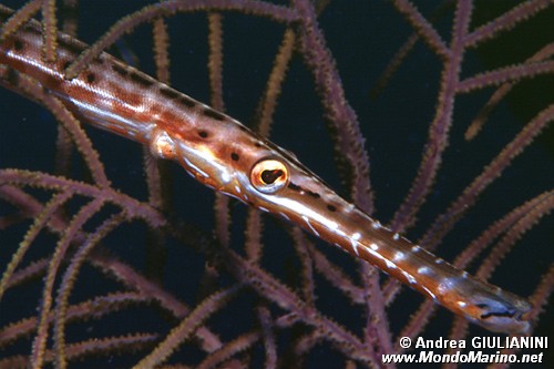 Pesce trombetta (Aulostomus maculatus)