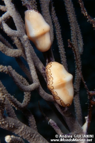 Conchiglia (Cyphoma gibbosum)