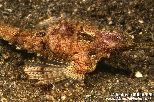 Pesce pegaso minore (Eurypegasus draconis)