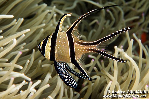 Pesce cardinale di Banka (Pterapogon kauderni)