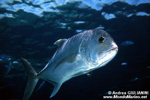 Carangide (Caranx ignobilis)