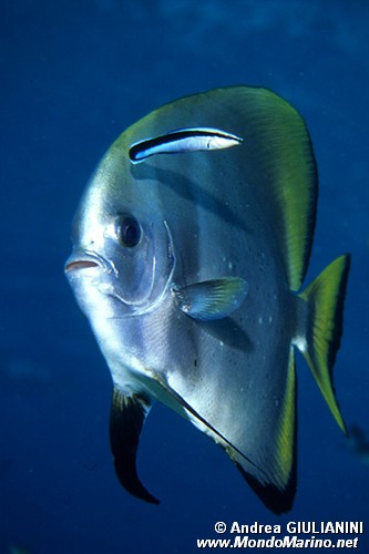 Pesce pipistrello pinna lunga (Platax teira)