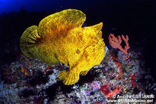 Pesce rana gigante (Antennarius commersoni)