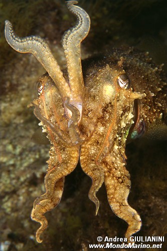 Seppia (Sepia officinalis)