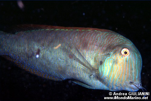 Pesce pettine (Xyrichtys novacula)