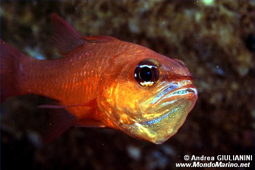 Re di triglie (Apogon imberbis)