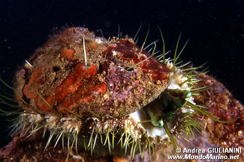 Orecchia di mare (Haliotis tuberculata lamellosa)