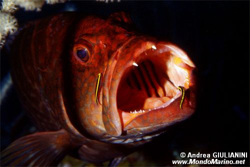 Cernia dei coralli (n.d. n.d.)