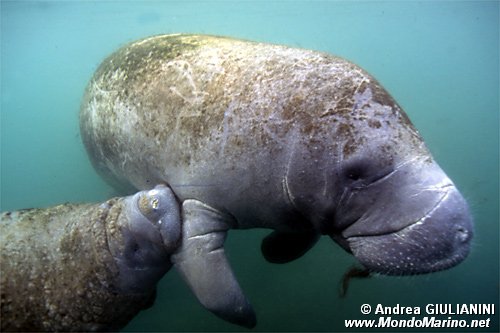 Lamantino (Trichechus manatus)