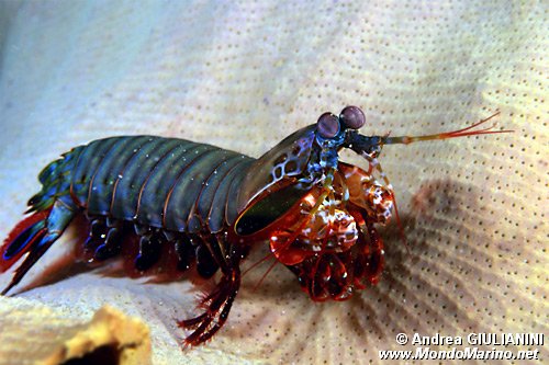 Squilla arcobaleno (Odontactylus scyllarus)