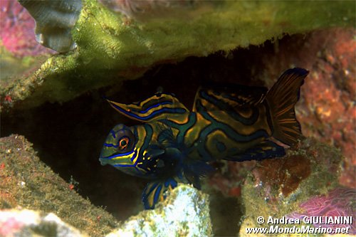 Pesce mandarino (Synchiropus splendidus)