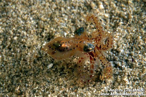 Polpo comune (Octopus vulgaris)
