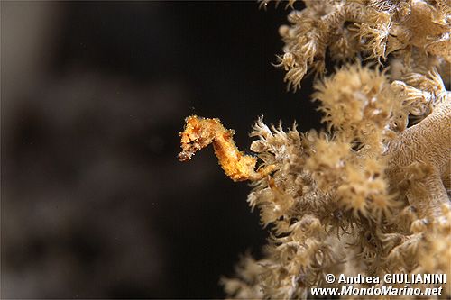 Cavalluccio pigmeo dei coralli molli (Hippocampus sp. 2)
