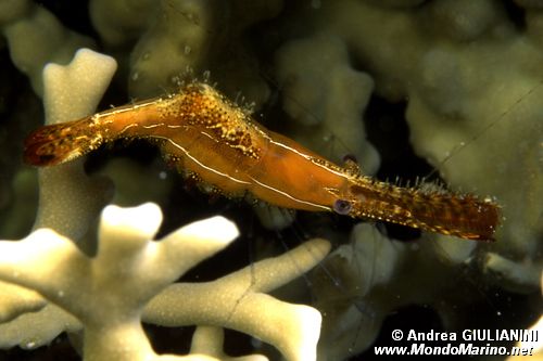 Gamberetto (Leander plumosus n.d.)