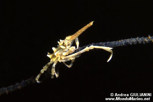 Granchio dei coralli neri (Xenocarcinus tuberculatus)