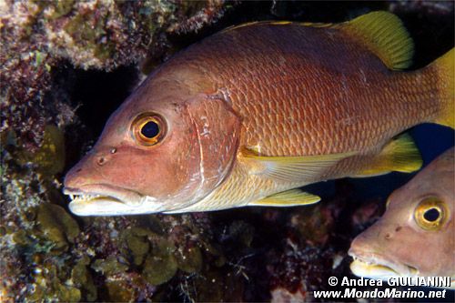 Grugnitore (Lutjanus apodus)