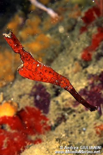 Pesce ago fantasma robusto (Solenostomus cyanopterus)