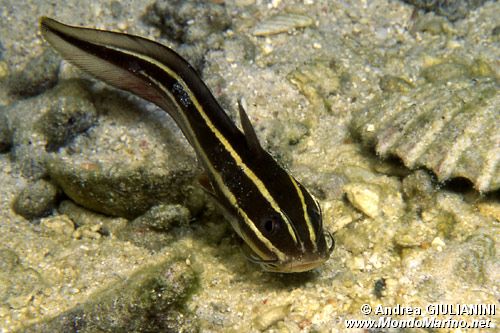 Pesce gatto di mare (Plotosus lineatus)