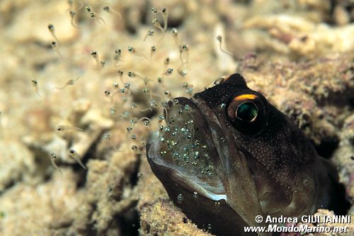 Pesce mascella (Opistognatus sp.)
