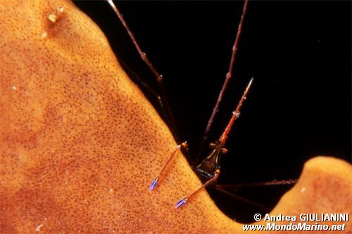 Granchio freccia (Stenorhynchus seticornis)